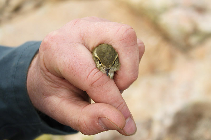 Yellow-browed Warbler by Mick Dryden