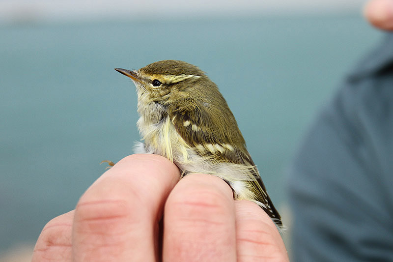 Yellow-browed Warbler by Mick Dryden