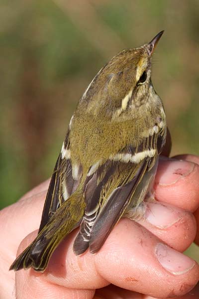 Yellow-browed Warbler by Duncan Wilson