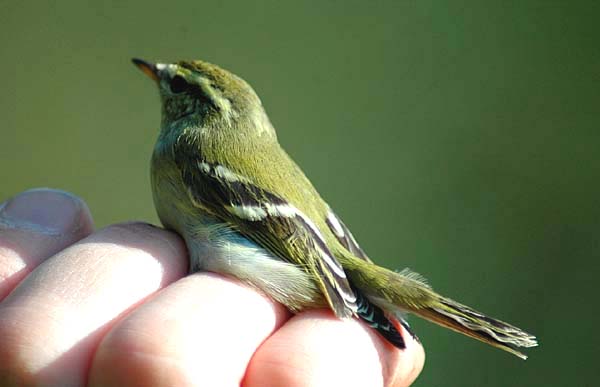 Yellow-browed Warbler by Romano da Costa