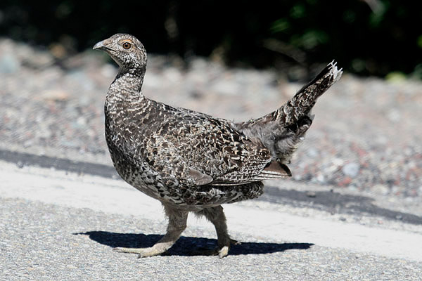 Blue Grouse by Mick Dryden