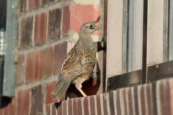 California Quail by Mick Dryden
