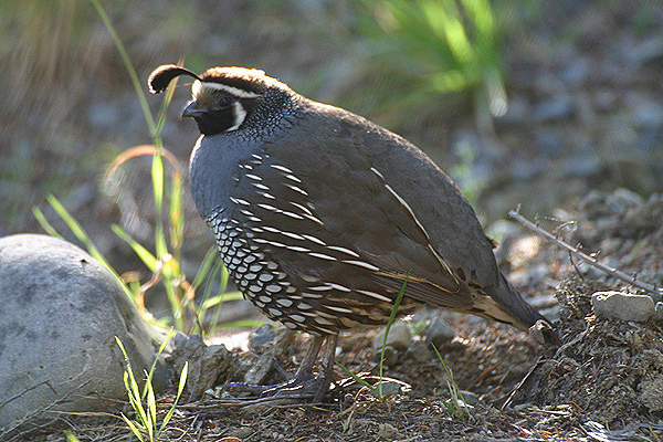 California Quail by Mick Dryden