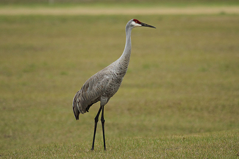 Sandhill Crane by Mick Dryden