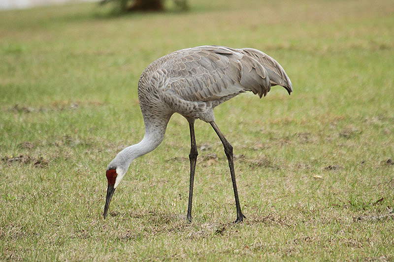 Sandhill Crane by Mick Dryden