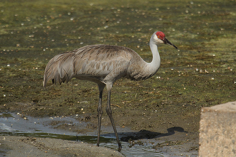 Sandhill Crane by Mick Dryden