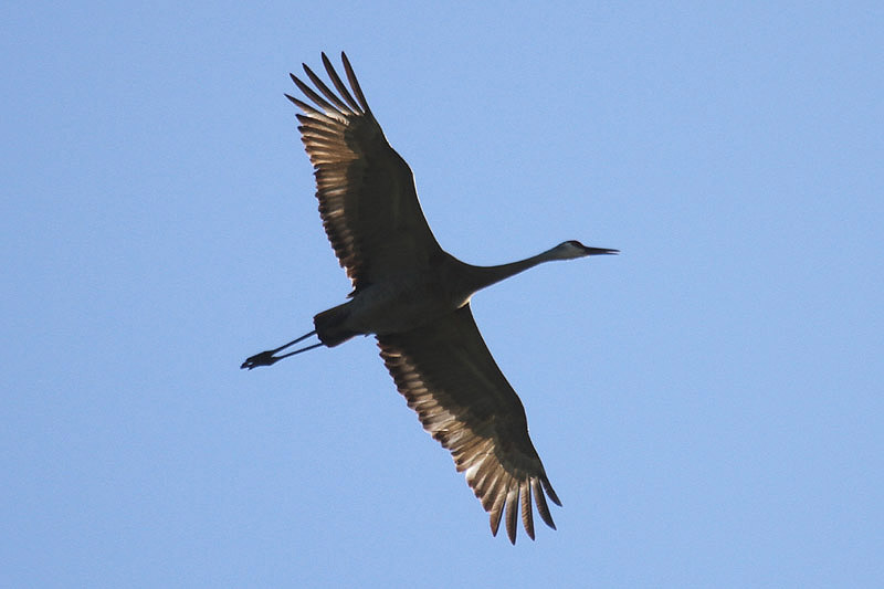 Sandhill Crane by Mick Dryden