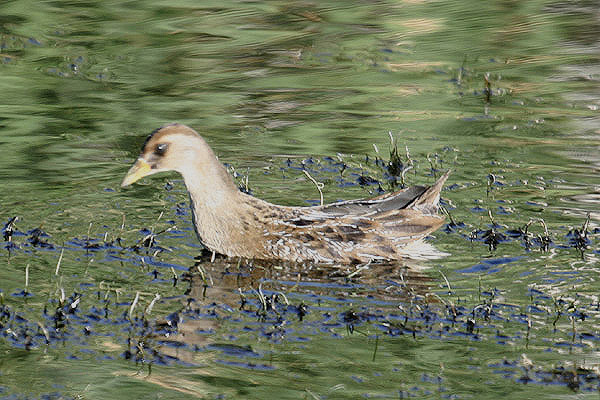 Sora Rail by Mick Dryden