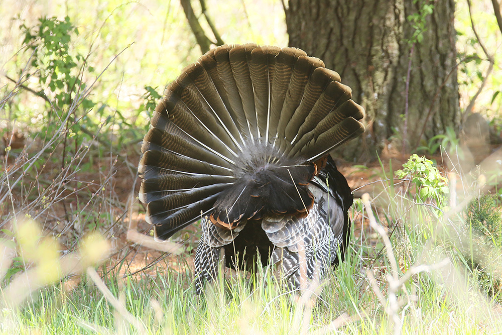 Wild Turkey by Mick Dryden