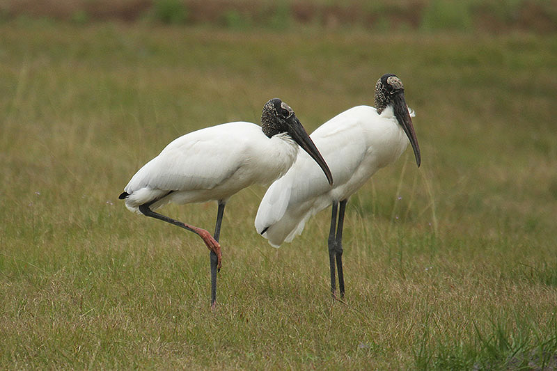 Wood Stork by Mick Dryden