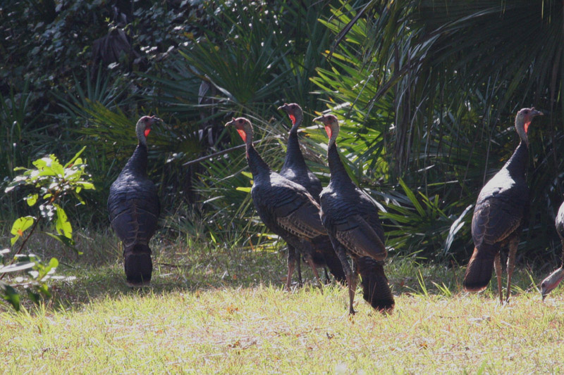 Wild Turkey by Miranda Collett
