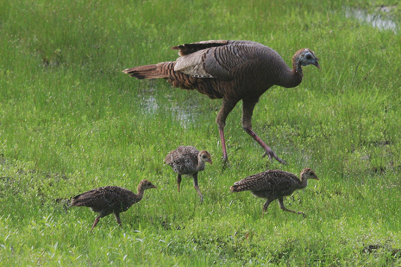 Wild Turkey by Miranda Collett