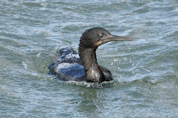 Brandt's Cormorant by Mick Dryden