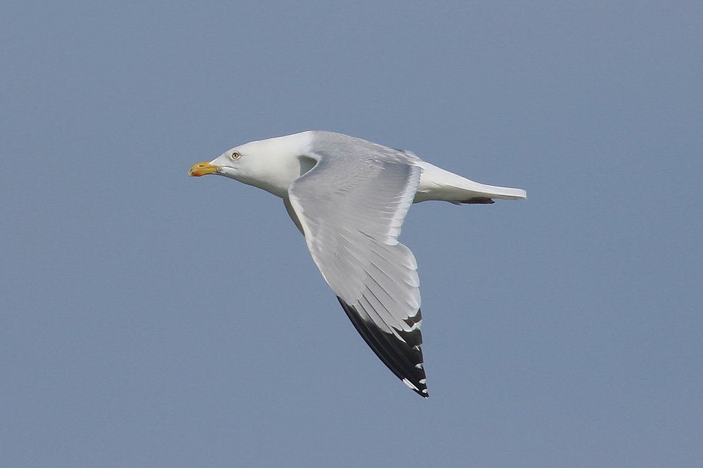 American Herring Gull by Mick Dryden