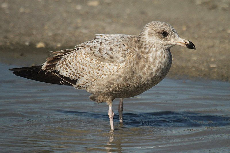 American Herring Gull by Mick Dryden