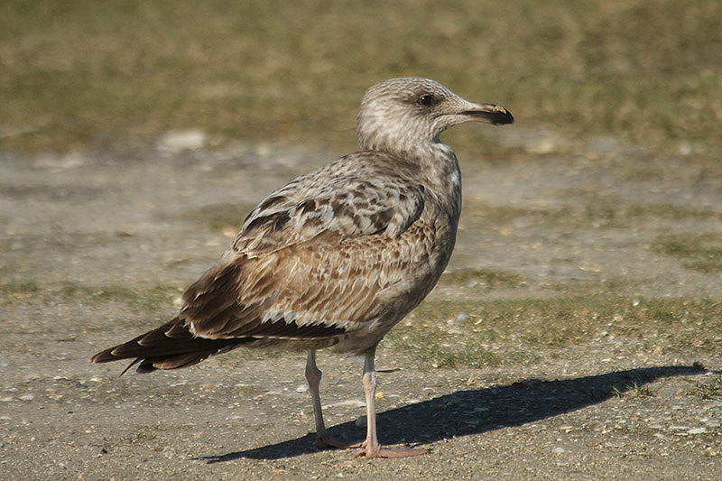 American Herring Gull by Mick Dryden