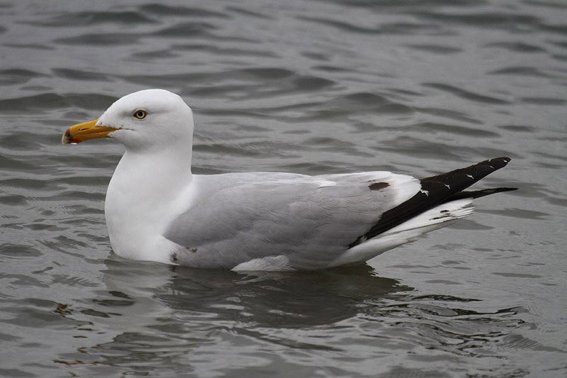 American Herring Gull by Mick Dryden