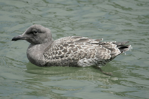 Western Gull by Mick Dryden