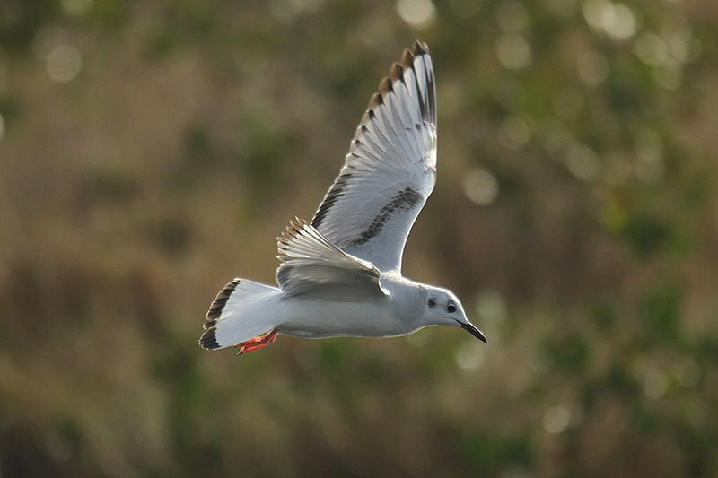 Bonaparte's Gull by Mick Dryden