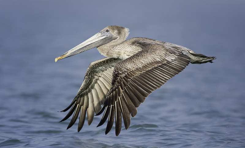 Brown Pelican by Kris Bell