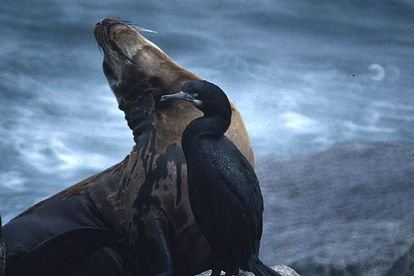 Brandt's Cormorant by Mick Dryden