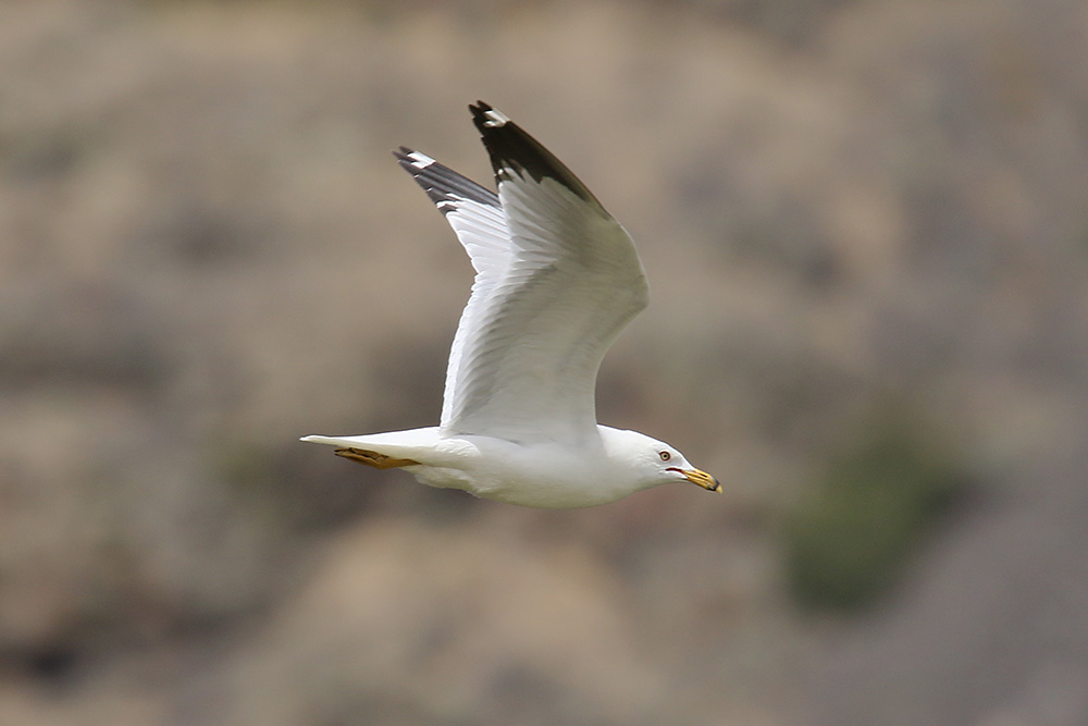 California Gull by Mick Dryden