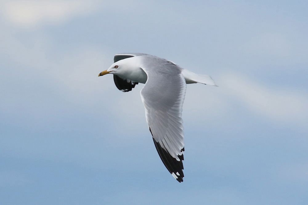 California Gull by Mick Dryden