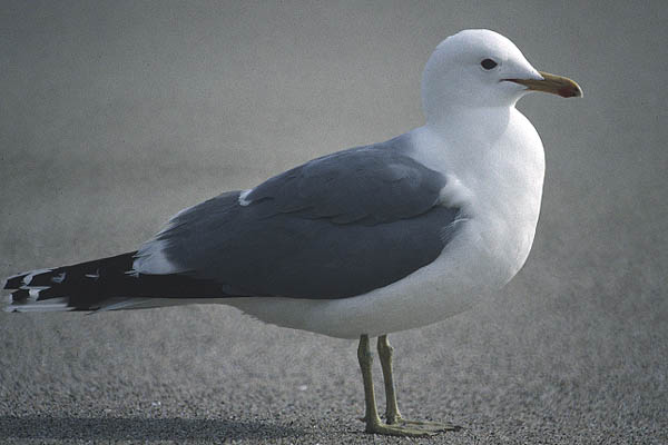 California Gull by Mick Dryden