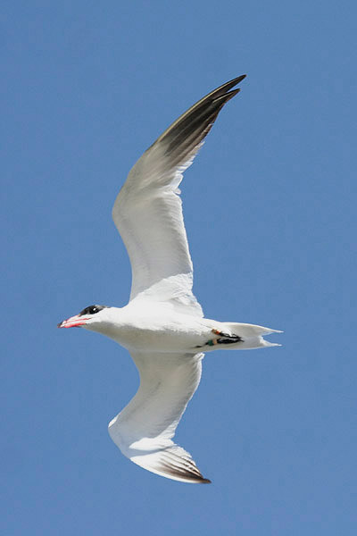 Caspian Tern by Mick Dryden