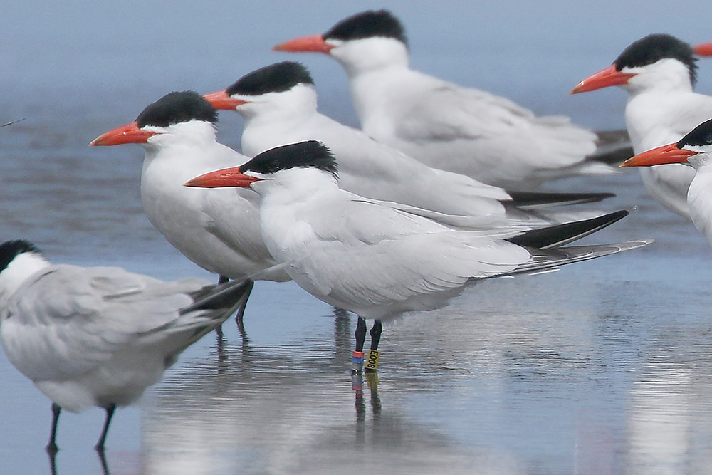 Caspian Tern by Mick Dryden