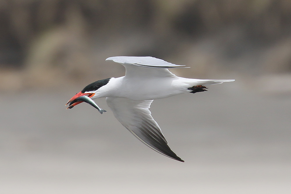 Caspian Tern by Mick Dryden