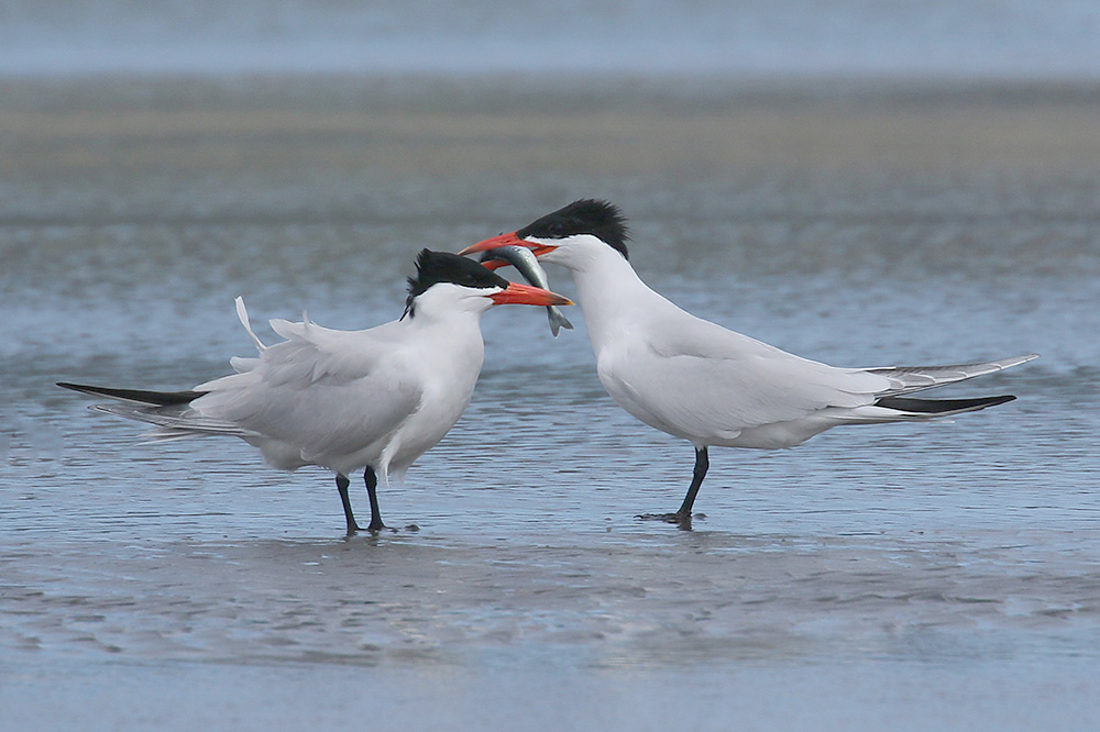 Caspian Tern by Mick Dryden