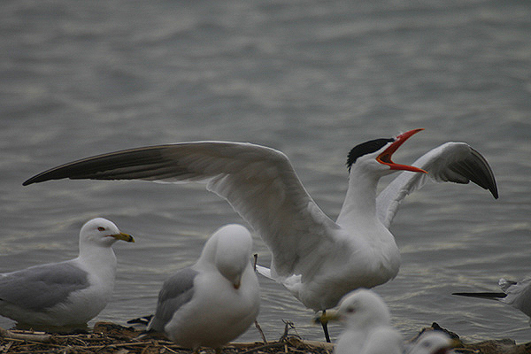 Caspian Tern by Mick Dryden