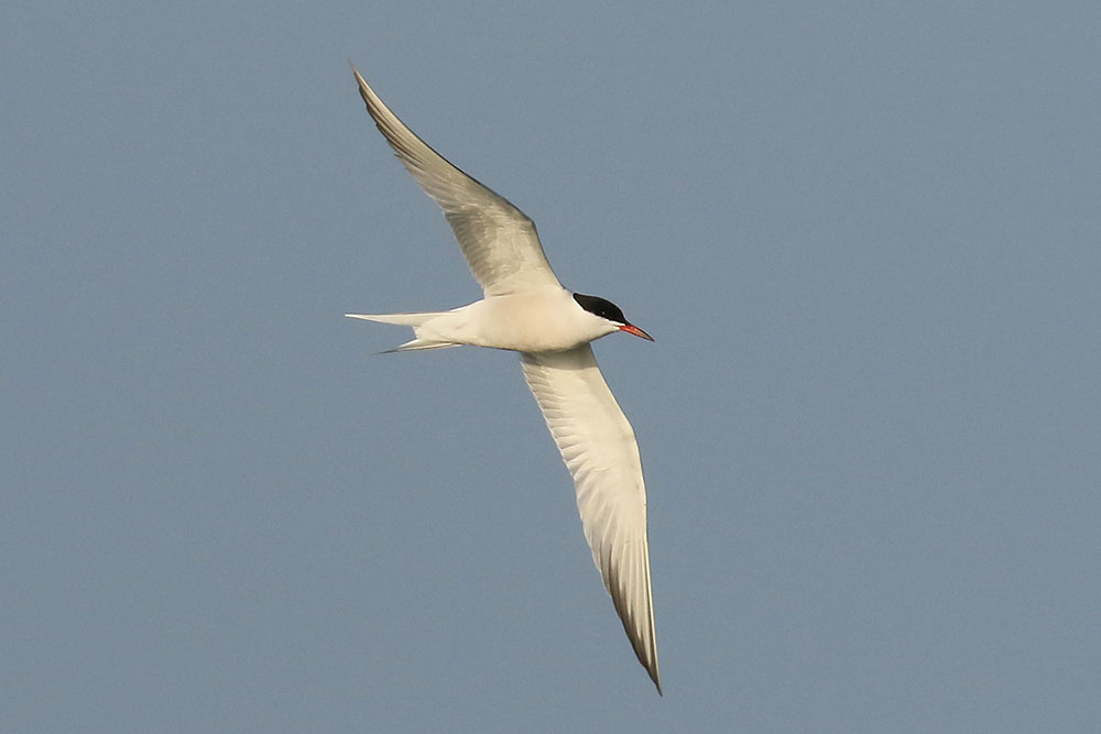 Common Tern by Mick Dryden