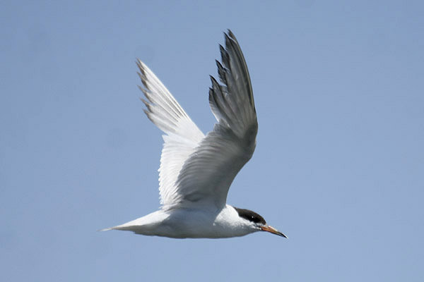 Forster's Tern by Mick Dryden