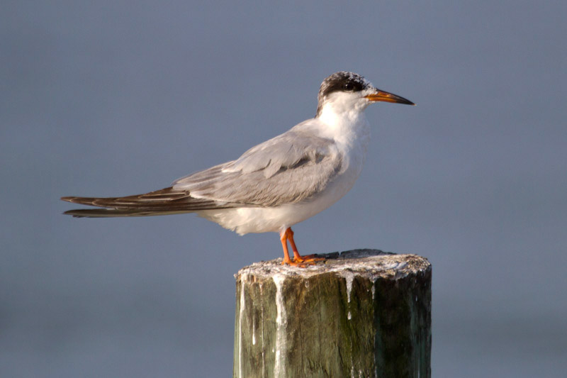 Forster's Tern by Miranda Collett