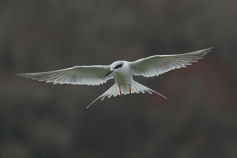 Forster's Tern by Mick Dryden