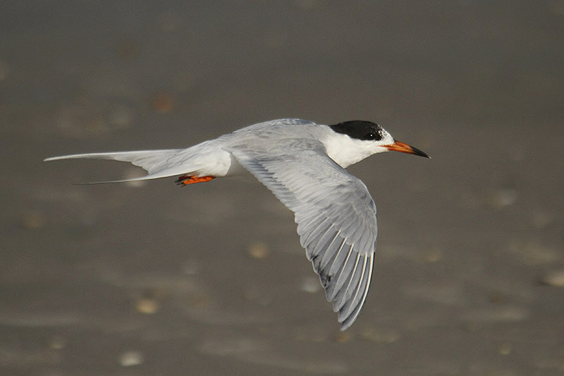 Forster's Tern by Mick Dryden