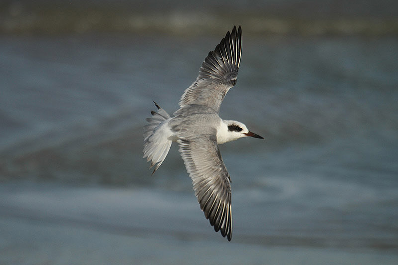 Forster's Tern by Mick Dryden