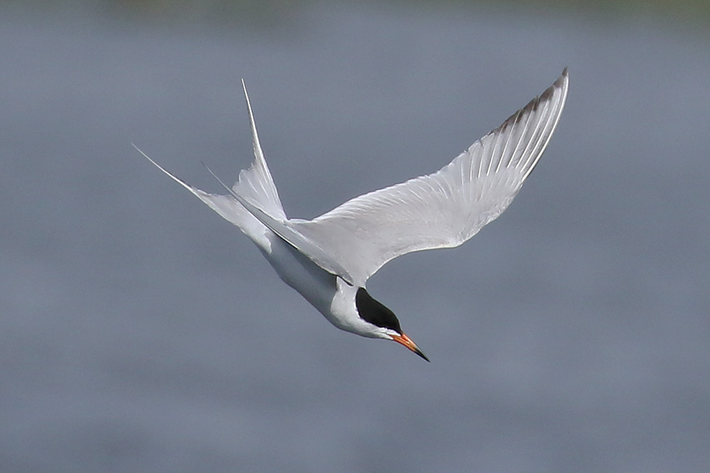 Forster's Tern by Mick Dryden