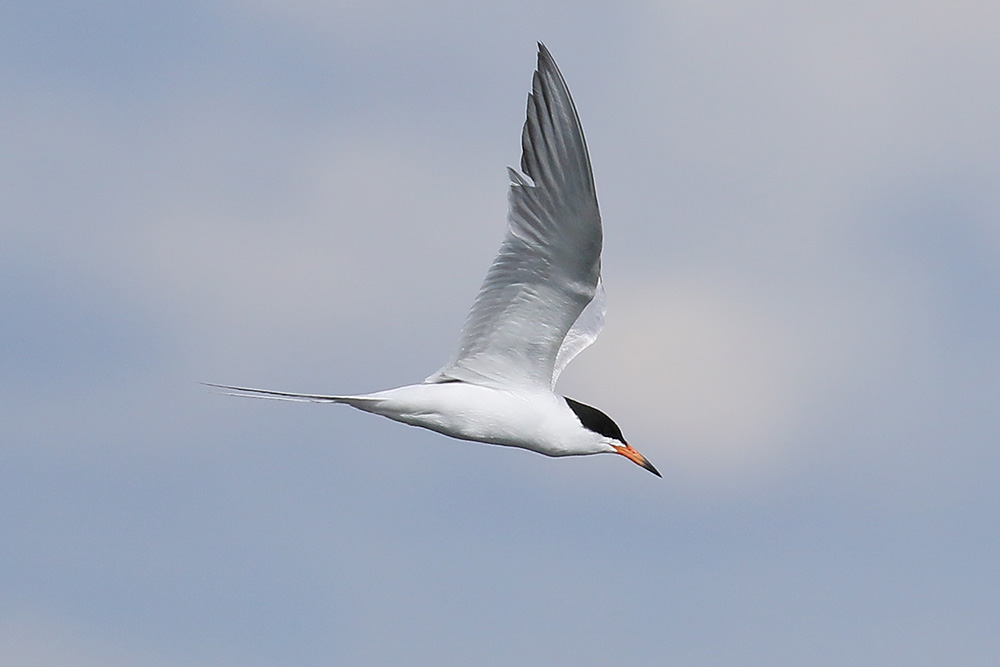 Forster's Tern by Mick Dryden