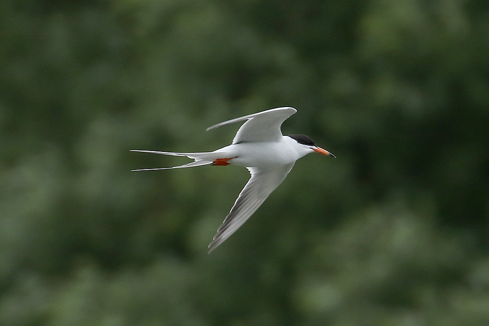 Forster's Tern by Mick Dryden