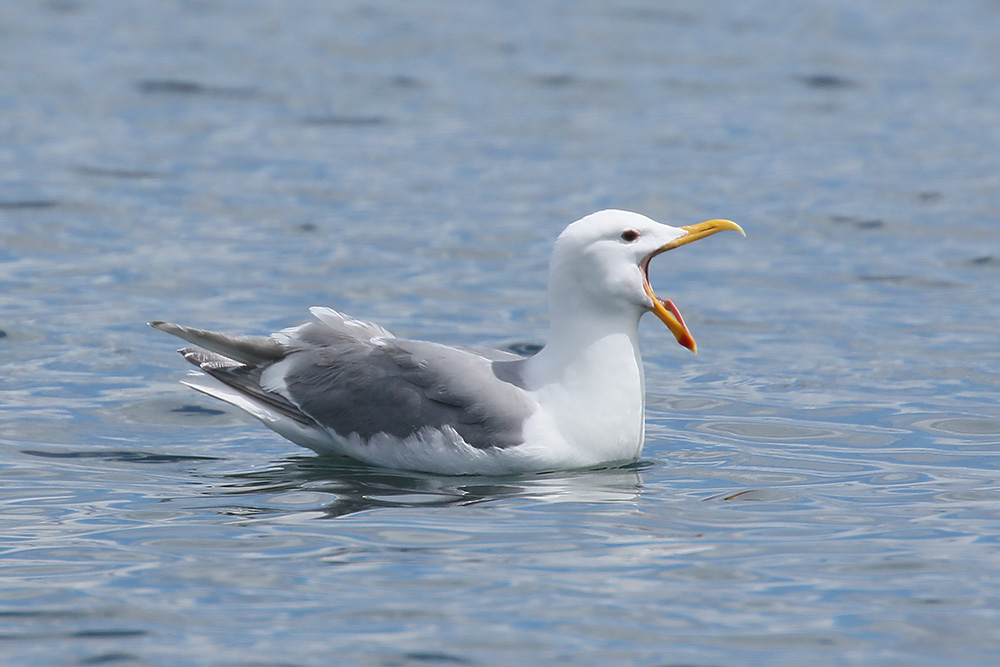 Glaucous-winged Gull by Mick Dryden