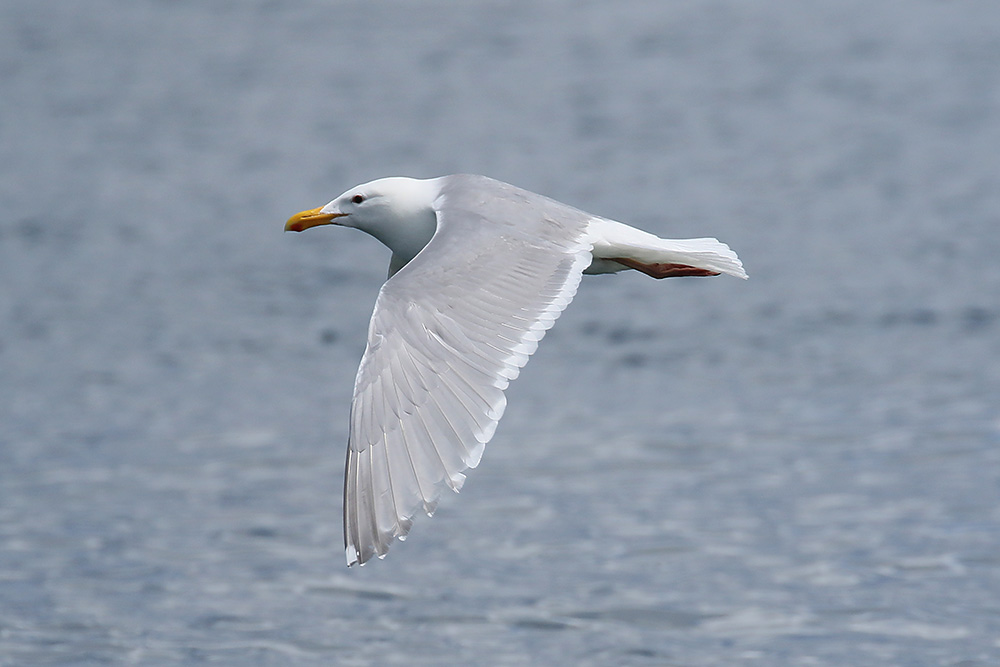 Glaucous-winged Gull by Mick Dryden