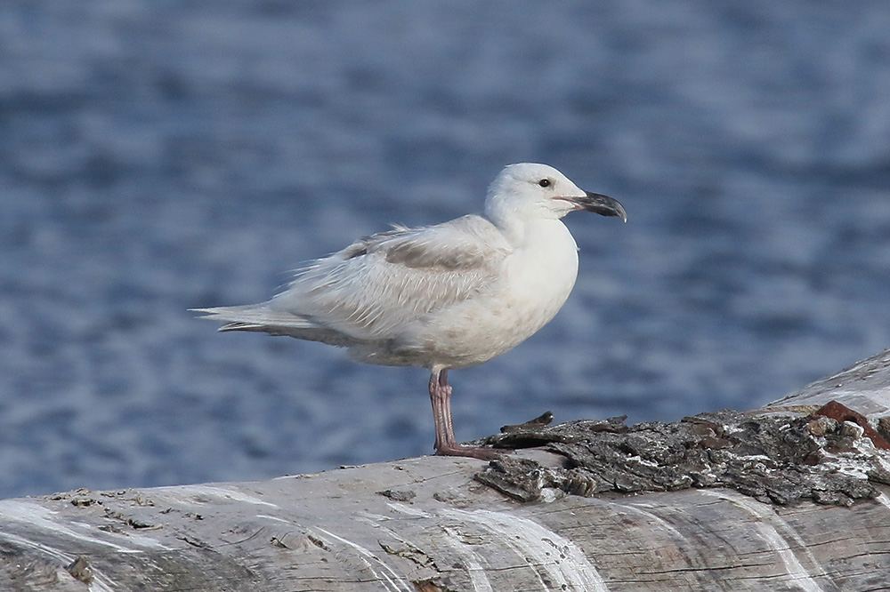 Glaucous-winged Gull by Mick Dryden