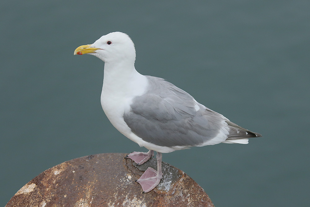 Glaucous-winged Gull by Mick Dryden