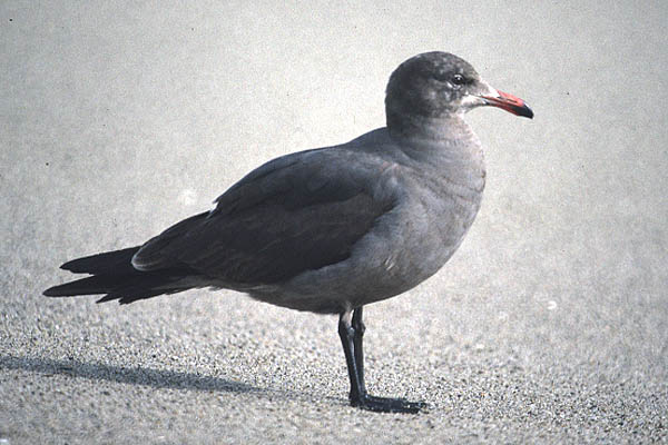 Heerman's Gull by Mick Dryden