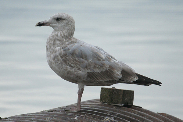 American Herring Gull by Mick Dryden