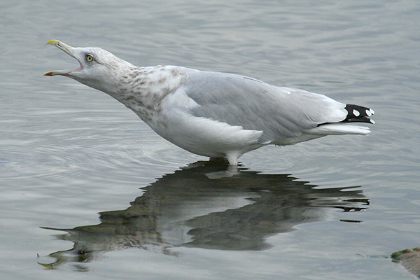 American Herring Gull by Mick Dryden