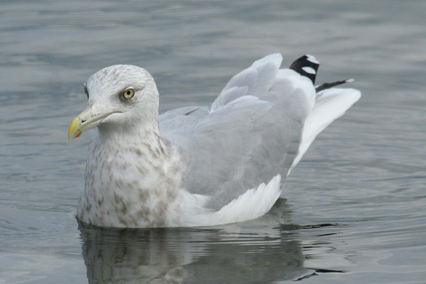 American Herring Gull by Mick Dryden